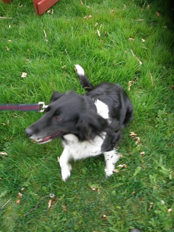 Blanding af racer Perle - gav vi et liv ! billede 15