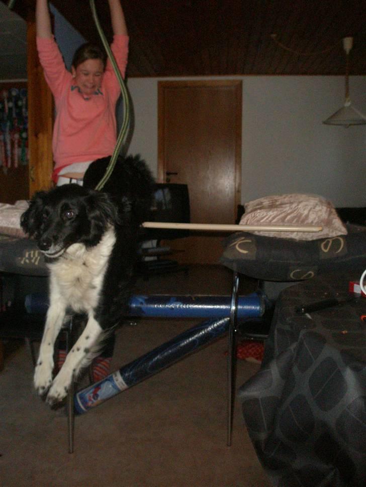 Blanding af racer Perle - gav vi et liv ! - Fu*ck jeg ser  dum ud ! billede 16