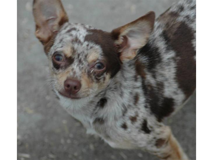 Chihuahua loger billede 1