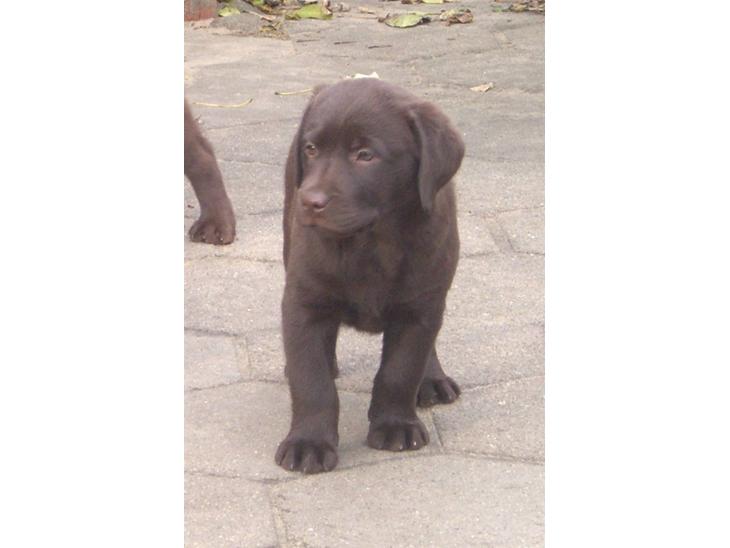 Labrador retriever Simba - Simba som hvalp<3 billede 1