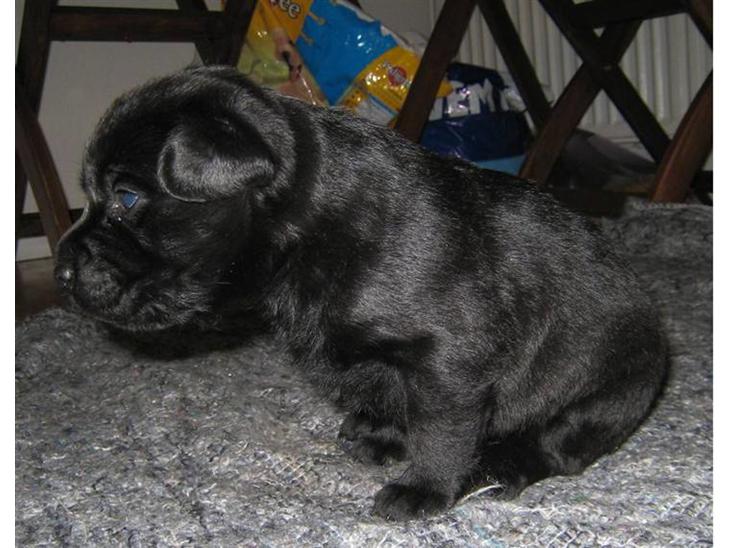Labrador retriever Bella - Er jeg ikke sød. 2 uger og 2 dage gammel. billede 1