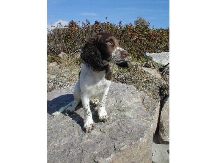 Engelsk springer spaniel Jack billede 1