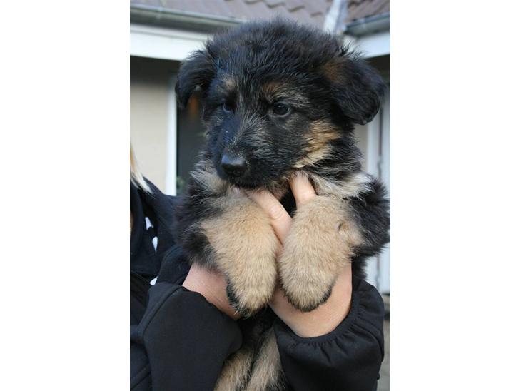 Schæferhund Odin R.I.P. - er jeg ikke nuttet billede 1