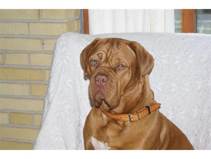 Dogue de bordeaux Betty (sveske) R.I.P.  - Søde Betty billede 1