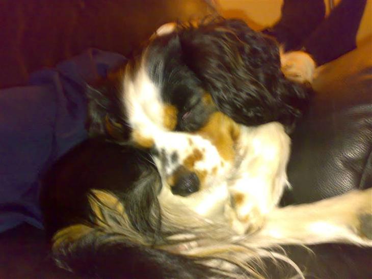 Cavalier king charles spaniel Bølle billede 1