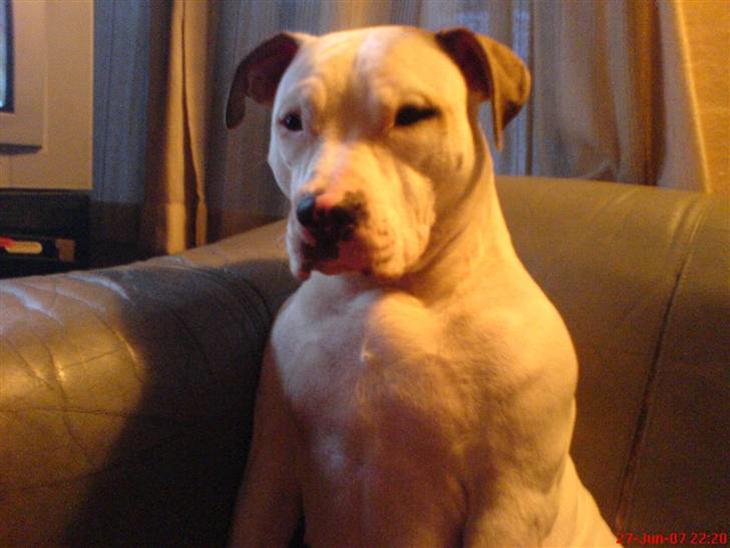 {{currentPhoto.altText}} billede {{currentPhoto.number}}