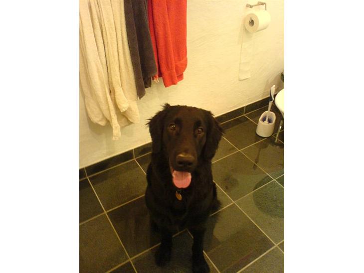 Flat coated retriever Charlie - Han er bare kær <3 :D billede 1
