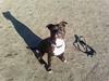 Amerikansk staffordshire terrier cezar