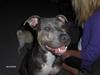 Amerikansk staffordshire terrier Thorvald