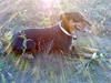 Blanding af racer Laika [Tidl. hund]