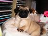 Mops Viktoria