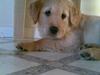 Golden retriever Basse