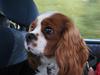 Cavalier king charles spaniel Chester