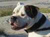 Amerikansk bulldog Kenzo