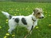 Jack russell terrier Frode