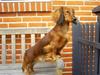 Dværggravhund Mille