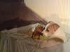 Dansk svensk gaardhund Putte *R.I.P* 2005