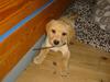 Labrador retriever felix