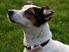 Jack russell terrier * Ellegårdens Jæger * 