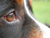 Berner sennenhund Herlettas Vicktor †R.I.P†