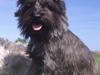 Cairn terrier Wimsy [ Himmelhund]