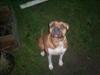 Amerikansk bulldog nala