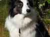 Border collie » Lucky