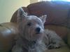 West highland white terrier Miro