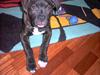 Amerikansk bulldog Hugo