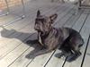 Fransk bulldog Eddie