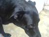Blanding af racer Neja R.I.P