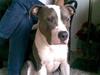 Amerikansk staffordshire terrier cæsar" R.I.P" 
