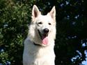 Hvid Schweizisk Hyrdehund Zero