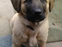 Kangal Macho