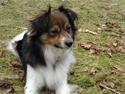 Papillon Blanding ¤¤Mons<3¤¤