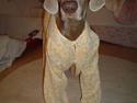 Weimaraner Bastian