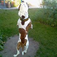 Amerikansk bulldog Bali