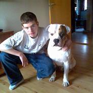 Amerikansk bulldog Bali