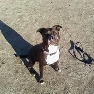 Amerikansk staffordshire terrier cezar