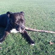 Amerikansk staffordshire terrier cezar