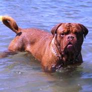 Dogue de bordeaux Bronko R.I.P.