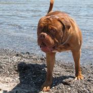 Dogue de bordeaux Bronko R.I.P.