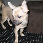 Chihuahua Lille Møf