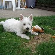 West highland white terrier Frida