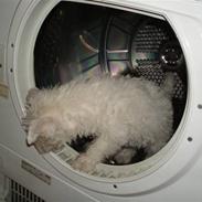 West highland white terrier Frida