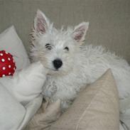 West highland white terrier Frida