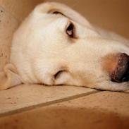 Golden retriever Mille