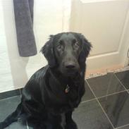 Flat coated retriever Charlie