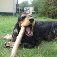 Cocker spaniel Amigo