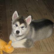 Alaskan malamute Bowie